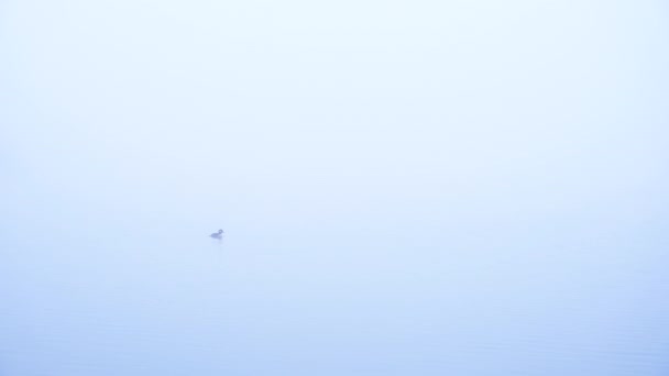 一只孤独的水头鸭在晨雾中从左到右在平静的湖上游泳 — 图库视频影像