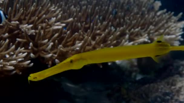 Close Yellow Chinese Trumpetfish Swimming Coral Reef Sea Inglés Bajo — Vídeos de Stock