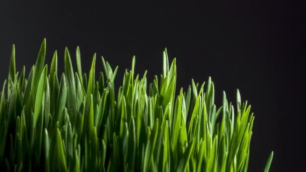 Zoysia Hierba Aislado Disparo Sobre Fondo Negro — Vídeo de stock