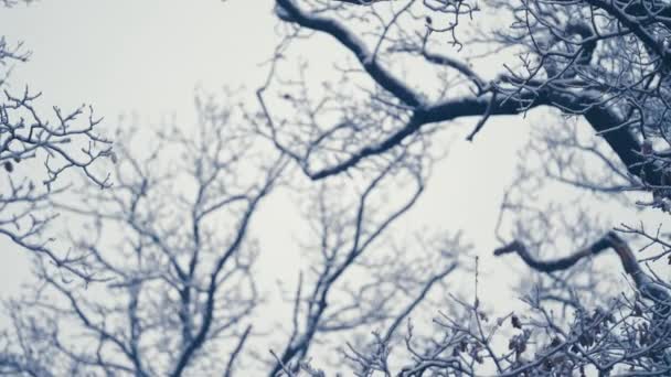 Primera Nieve Clara Cubre Las Oscuras Ramas Enredadas Las Coronas — Vídeo de stock