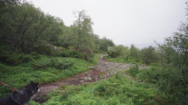 Turister Par Med Hund Vandring Mountain Footpath Med Stenar Och — Stockvideo