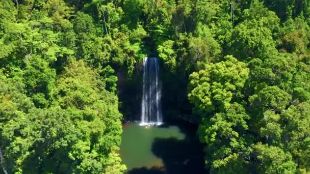 Lush Vegetation Surrounding Millaa Millaa Waterfall Australia Udara Maju — Stok Video