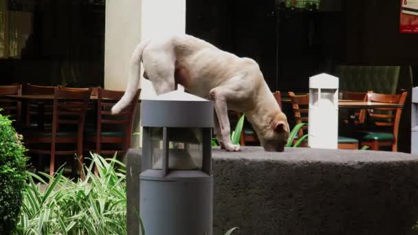 Stray Dog Laps Residual Rainwater Commercial Establishment Cebu City Philippines — Stock Video