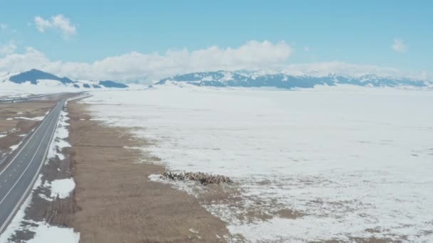 Fågelperspektiv Bönder Som Vårdar Får Vilda Centralasiatiska Landskap Tomma Snöiga — Stockvideo