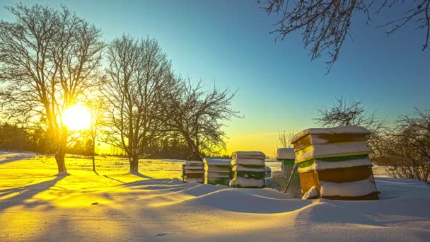 Güneşin Doğuşunda Kış Manzarasında Güzel Arı Kutuları — Stok video