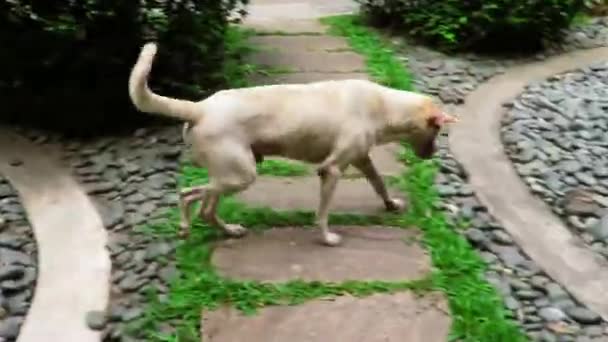 Ένας Πεινασμένος Αδέσποτος Σκύλος Αναζητά Τροφή Ένα Εμπορικό Κατάστημα Στο — Αρχείο Βίντεο