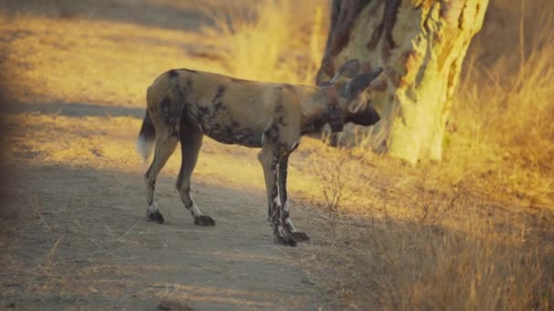 Bedreigde Afrikaanse Wilde Hond Met Tracking Halsband Wandelen Het Wild — Stockvideo