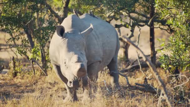 Mannelijke Zuidelijke Witte Neushoorn Tilt Kop Alertheid Slaat Linksaf Natuurlijke — Stockvideo