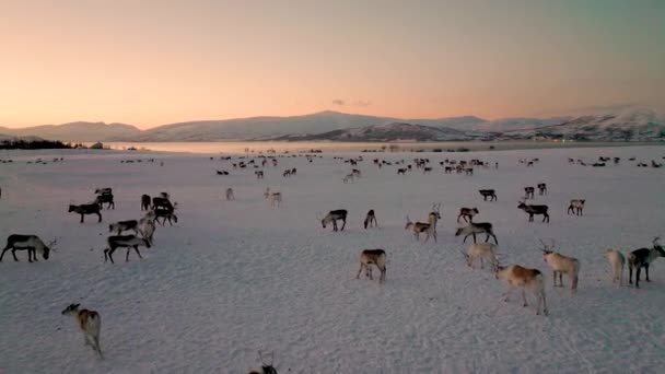 Flug Über Grasende Herde Von Karibus Auf Der Winterweide Polarnacht — Stockvideo