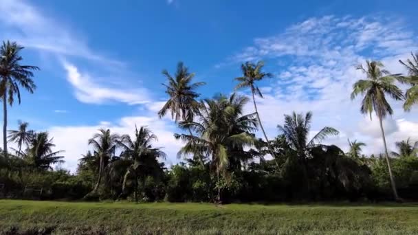 Раздвигаясь Сельской Местности Расти Кокосовым Деревом Балик Пулау Пулау Пинанг — стоковое видео