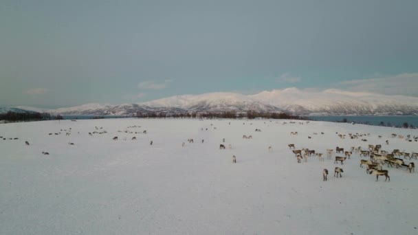 Vista Aérea Panorâmica Rebanho Caribenho Paisagem Coberta Neve Ártico — Vídeo de Stock