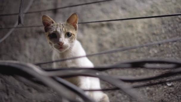 전선들 사이에 고양이 인디아 다라비 머리에 전선을 동물귀엽게 고양이 — 비디오