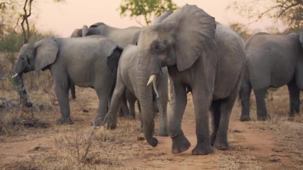 Elephant Bull Standing Amongst Protective Herd Formation Treading Back Stomping — Stock Video