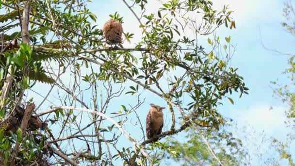 魚のふくろう ケツパケツプ そしてそれまで見ている下の枝の親は 左に頭を回します カオヤイ国立公園 — ストック動画