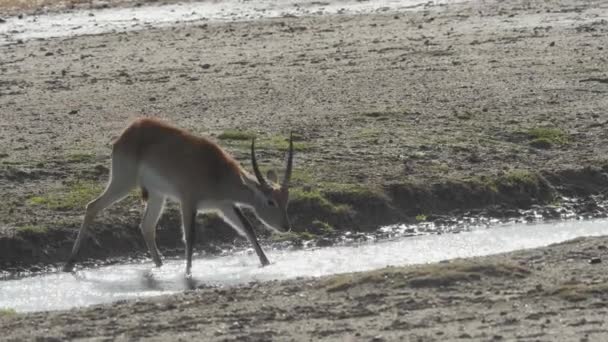 Lechwe Kobus Leche 饮用水 即红色的Lechwe或南部的Lechwe 是一种生活在非洲中部湿地的羚羊 — 图库视频影像