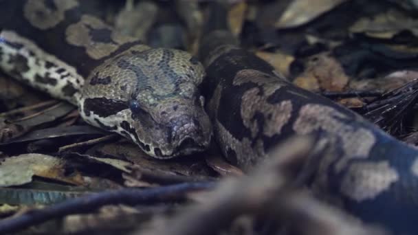 球蟒蛇 Ball Python 缩写Python Regius 也被称为皇家蟒蛇 是一种原产于西非和中非的蟒蛇 — 图库视频影像