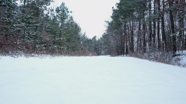 Snow Covered Dirt Road Path Forest — Stock Video
