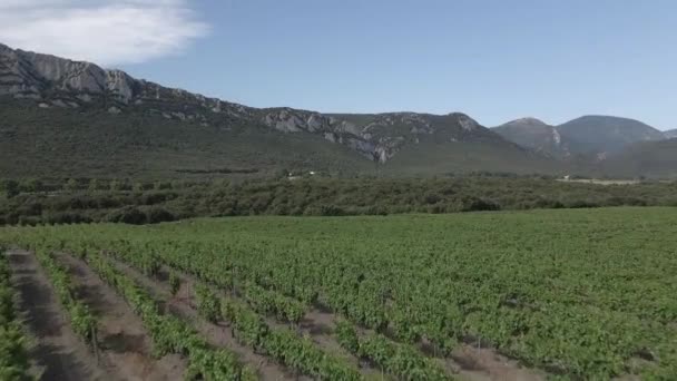 Lush Vineyard Flyover Pyrenees Orientales Wine Region France — Stock Video