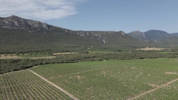 Aerial Rows Grape Vines Dot Valley Landscape French Pyrenees — Stock Video