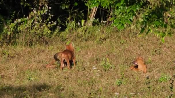 アジアの野生の犬やドール 右側の他の時計は カオヤイ国立公園で午後の間に上に傾きながら 2人は戦いをプレイキュオンAlpinus — ストック動画