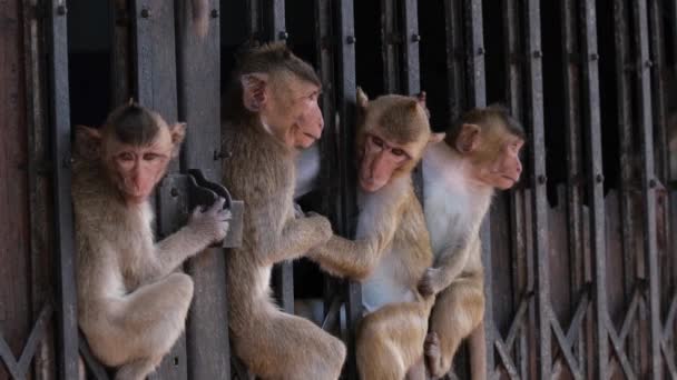 Macaco Cola Larga Macaca Fascicularis Cuatro Individuos Sentados Entre Esta — Vídeo de stock