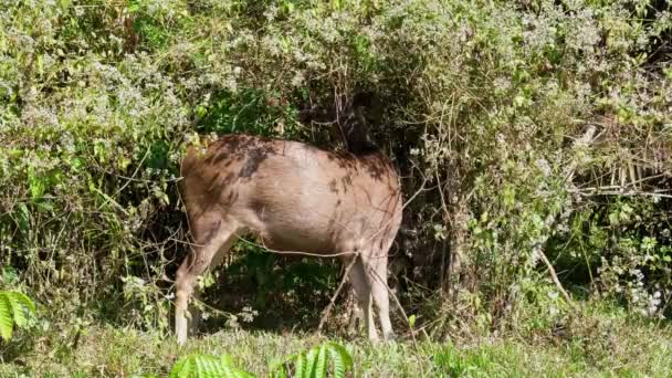 タイのカオ ヤイ国立公園で一日の暑さの中でいくつかのものを食べながら その体で見られ 茂みの奥深くに向かうロシアのユニカラーであるSambar Deer — ストック動画