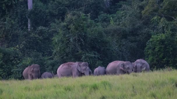 インドゾウは タイのカオヤイ国立公園の泥で入浴した後 森の端に休んでいる最大の指標の群れを持っています — ストック動画