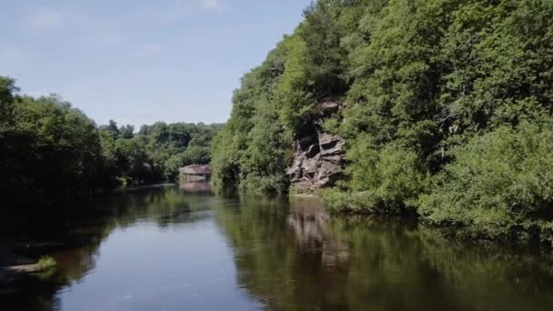 Låg Flygande Drönare Över Floden Med Träd Direkt Stranden — Stockvideo