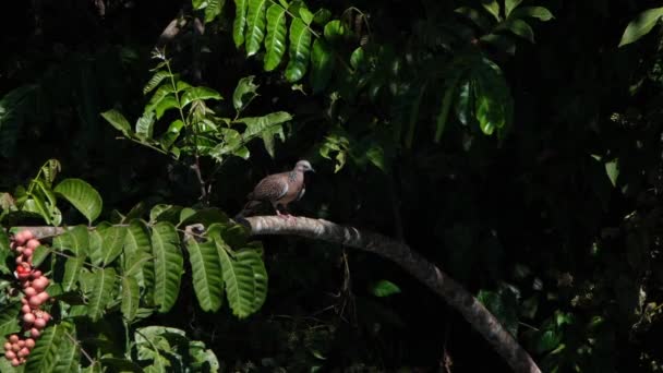 発見された鳩 Spilopelia Chinensisは右側に面した結実木の枝に群生し すぐ近くに飛び立ちます カオヤイ国立公園 — ストック動画