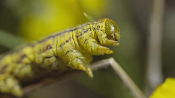 Oruga Lombriz Del Tomate Amarillo Sentada Una Ramita Moviéndose Lentamente — Vídeos de Stock