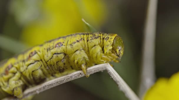 Gele Tomaat Hornworm Rups Met Een Bewegende Mond Iets Eten — Stockvideo