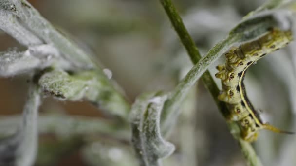 黄色的番茄角虫毛毛虫通过绿色对角线枝条向灰色枝条移动 在前景中通过伸展其身体 特写镜头 — 图库视频影像