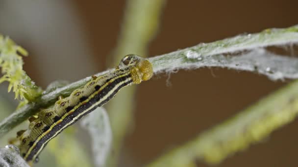 Kruipende Gele Tomaat Hornworm Rups Beweegt Omhoog Met Uit Trekken — Stockvideo