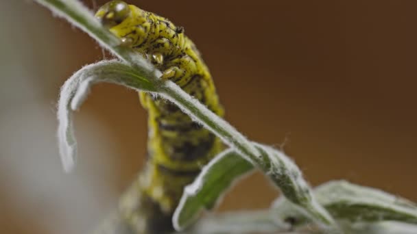 黄色的番茄角虫毛毛虫用爪子抓取叶子 从一个枝条爬到另一个绿枝 特写镜头 — 图库视频影像