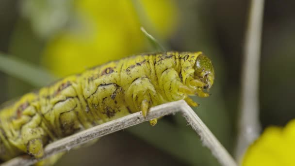 Yellow Tomato Hornworm Caterpillar Retracting Extending Its Body While Holding — Stock Video