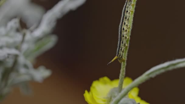 Catepillar Tomate Con Cuerpo Retorcido Moviéndose Lentamente Hacia Arriba Sobre — Vídeo de stock