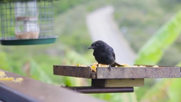 Aves Comendo Seu Café Manhã Wilderness África Sul — Vídeo de Stock