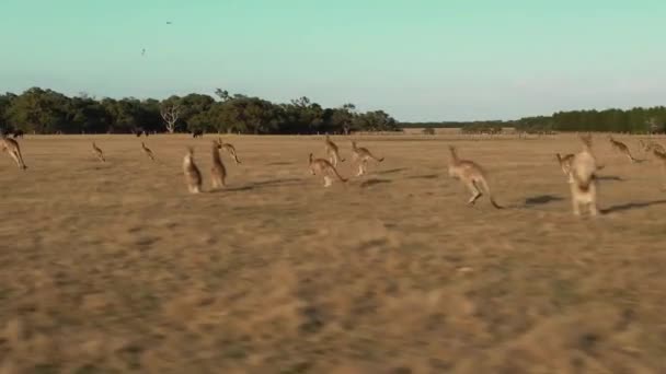 Hava Kuvvetleri Kangurubu Sahada Koşuyor Izleme Görüntüsü — Stok video
