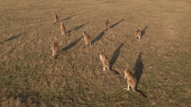 4K空中的袋鼠群在田野里 — 图库视频影像