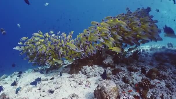 School Vibrant Shimmering Yellow Blue Stripe Snapper Fish Swim Coral — Stock video