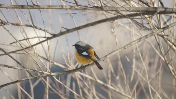 Eastern Yellow Robin Eopsaltria Australis Poops Back View — Stock Video