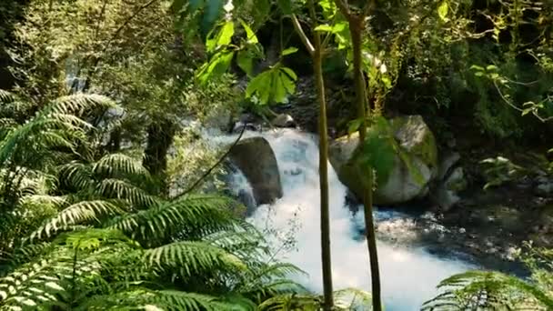 Splashing Water Small Waterfall Deep Jungle New Zealand Close — ストック動画