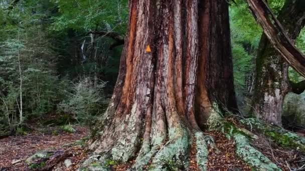 Mulher Loira Caminhando Floresta Profunda Com Árvores Madeira Gigantes Durante — Vídeo de Stock