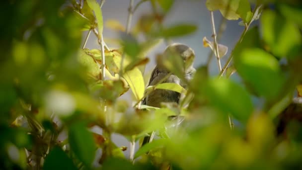 Pájaro Gorrión Diminuto Escondido Detrás Hojas Arbusto Verde Vibrante Día — Vídeos de Stock