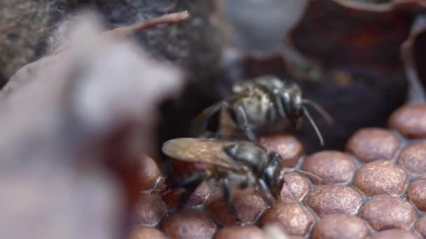 Des Abeilles Ouvrières Rampant Dessus Nid Abeille Scellé Dans Rucher — Video