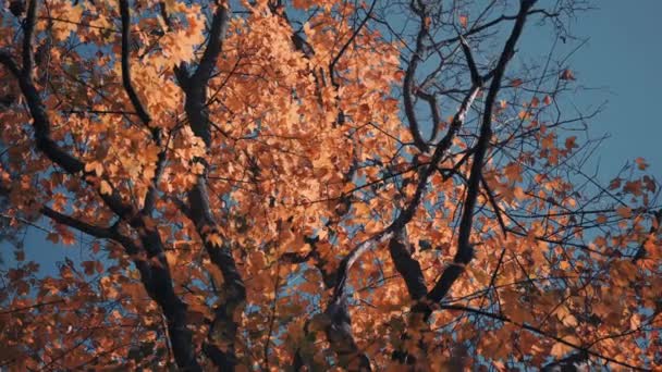 Hojas Otoño Brillantes Las Copas Los Árboles Enredadas Retroiluminadas Por — Vídeos de Stock