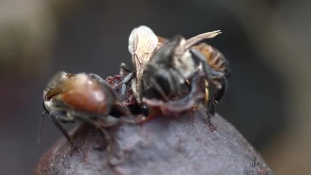 Honeybees Extracting Nectar Nectar Storage Pote Traditional Apiary Macro Shot — Stock Video