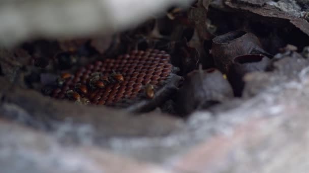 Opening Traditional Honeybee Hive Reveal Worker Bees Busy Producing Honey — Stock Video
