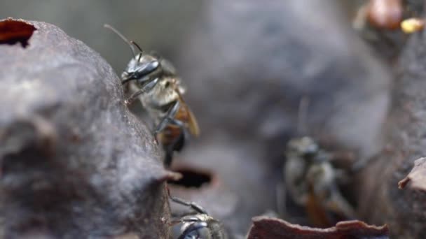 Zblízka Záběr Včely Medonosné Šplhající Boku Nektaru Skladiště Tradičním Včelíně — Stock video