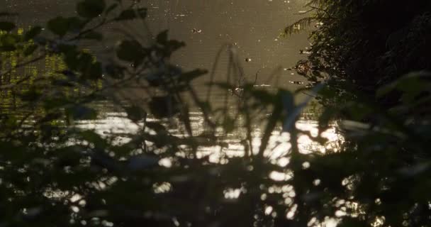イングランドのコーンウォールにあるテヒディ国立公園では 湖で泳ぐアヒルの群れ 傾斜アップ — ストック動画